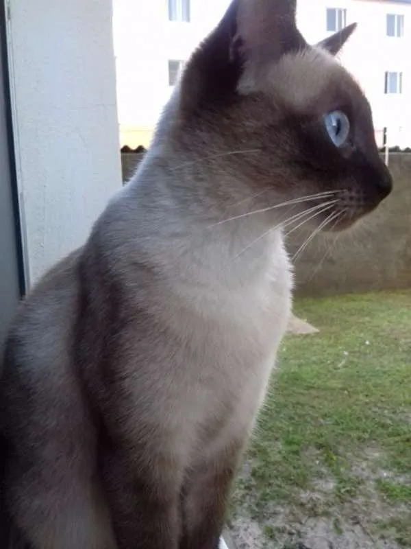 Gato raça Ciamês idade 2 anos nome Lulu
