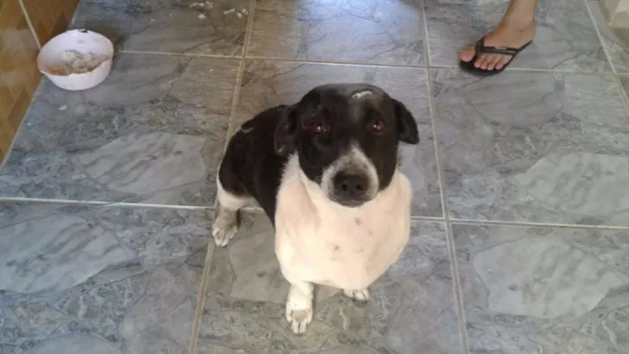Cachorro ra a  idade 5 anos nome Não tem nome ainda