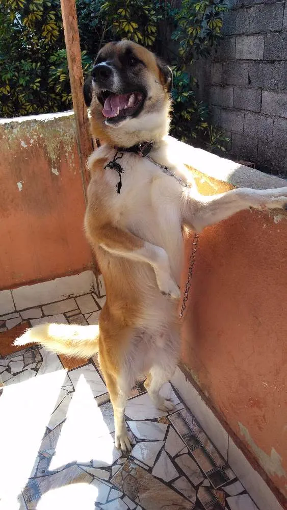 Cachorro ra a Indefinido idade 1 ano nome Thor
