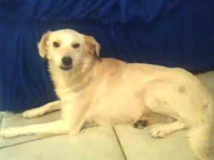 Cachorro raça vira lata idade 3 anos nome sapeca