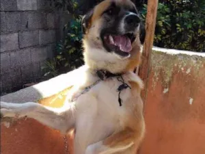 Cachorro raça Indefinido idade 1 ano nome Thor