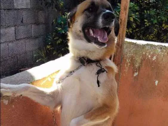Cachorro ra a Indefinido idade 1 ano nome Thor