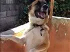 Cachorro raça Indefinido idade 1 ano nome Thor