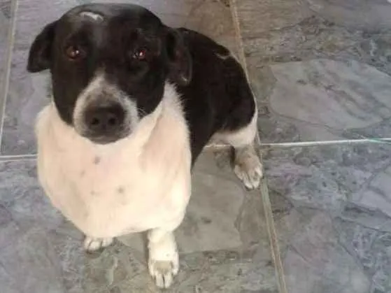 Cachorro ra a  idade 5 anos nome Não tem nome ainda