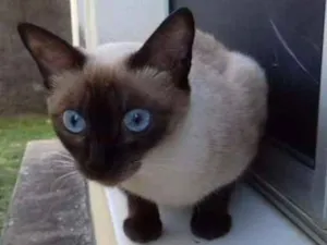 Gato raça Ciamês idade 2 anos nome Lulu