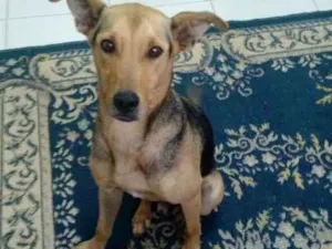 Cachorro raça Não definida idade 2 anos nome Costelinha