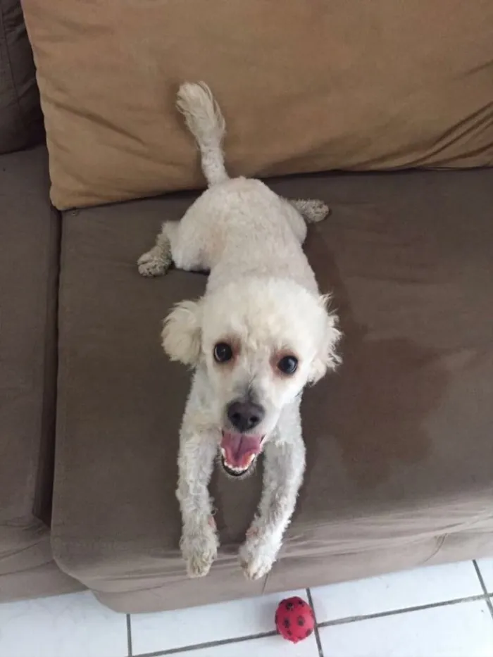 Cachorro ra a Poodle  idade 2 anos nome Marck