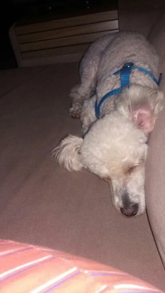 Cachorro ra a Poodle  idade 2 anos nome Marck