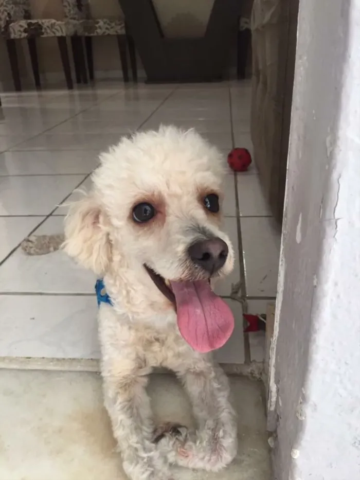 Cachorro ra a Poodle  idade 2 anos nome Marck
