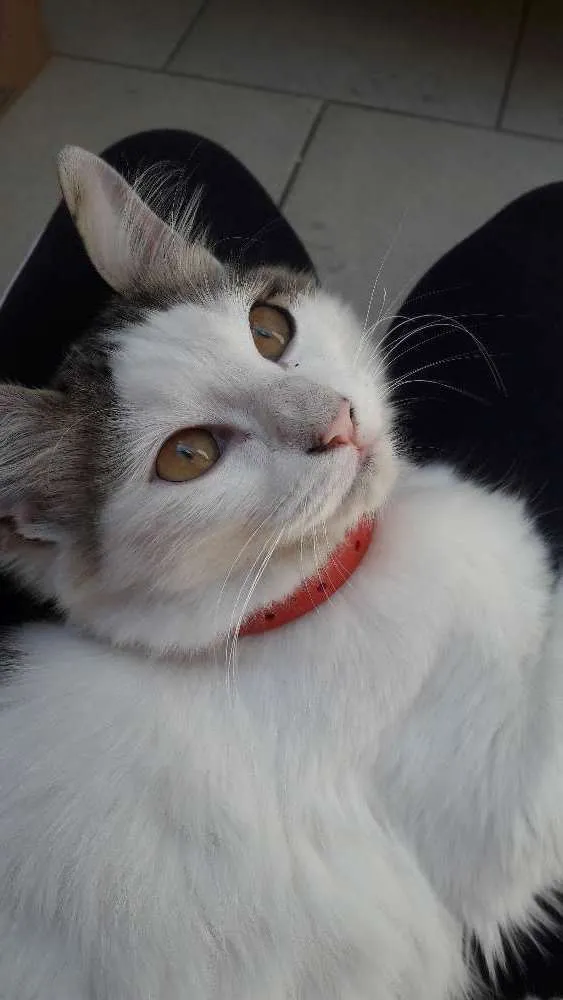 Gato ra a Sem raça idade 2 a 6 meses nome Não tem nome