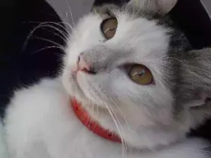 Gato raça Sem raça idade 2 a 6 meses nome Não tem nome