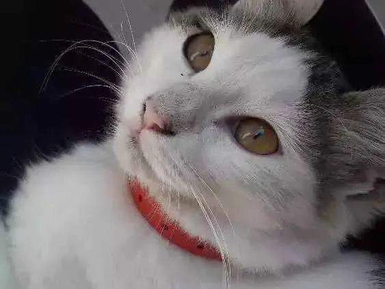 Gato ra a Sem raça idade 2 a 6 meses nome Não tem nome