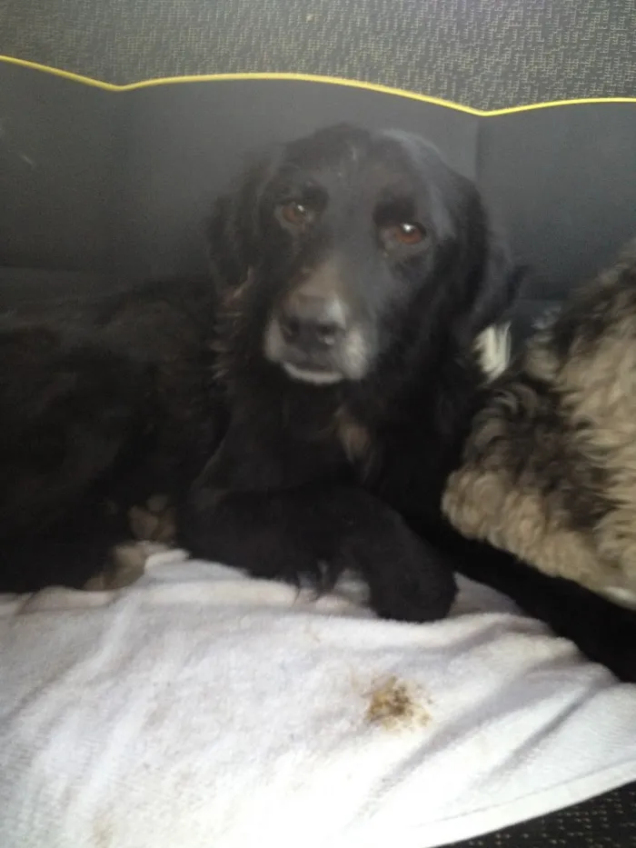 Cachorro ra a Sem raça definida idade 2 anos nome Charlie