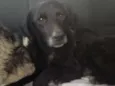 Charlie