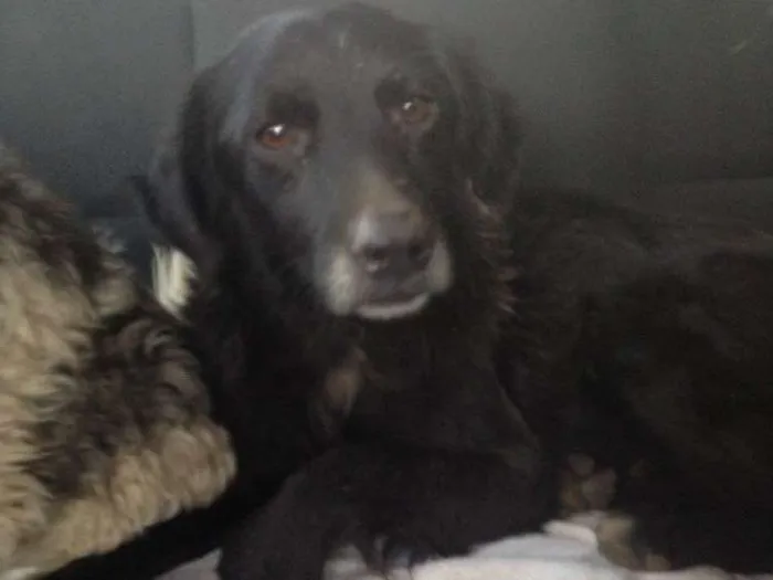 Cachorro ra a Sem raça definida idade 2 anos nome Charlie