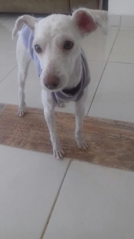 Cachorro ra a Poodle idade 7 a 11 meses nome Adele