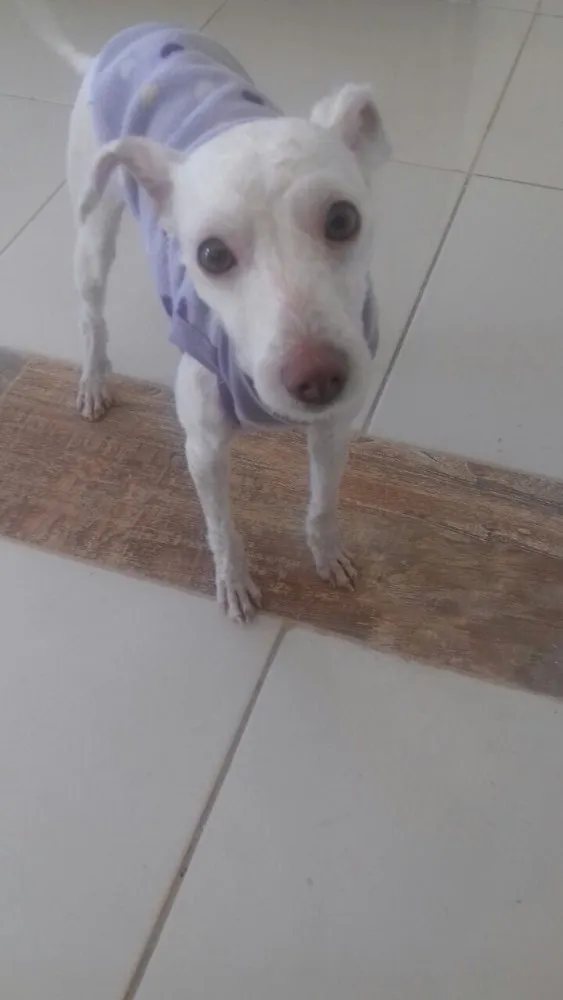 Cachorro ra a Poodle idade 7 a 11 meses nome Adele