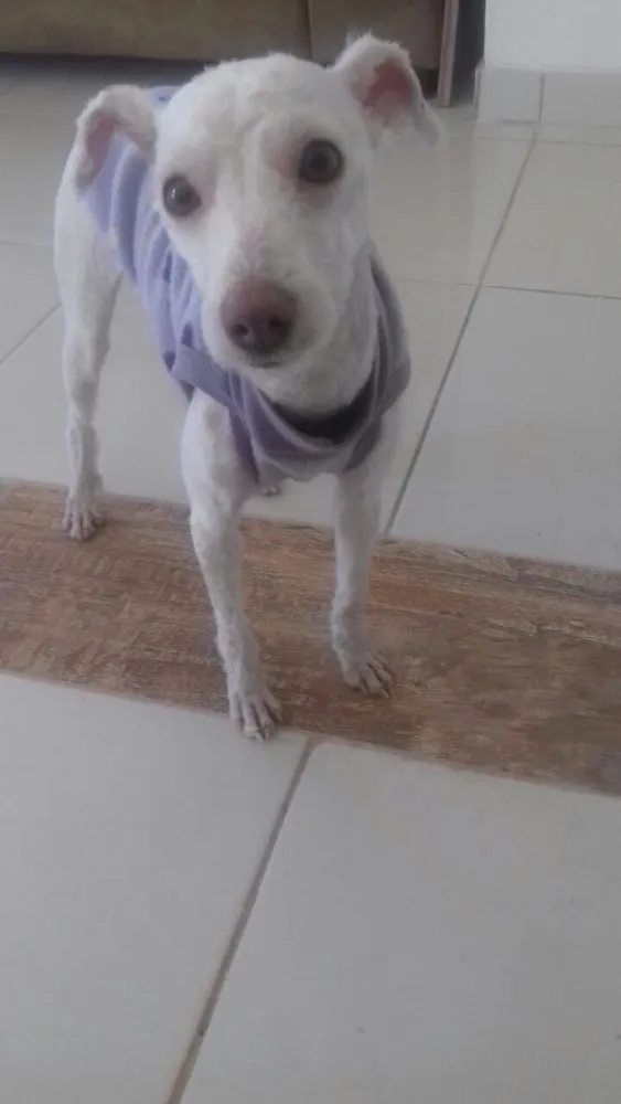 Cachorro ra a Poodle idade 7 a 11 meses nome Adele