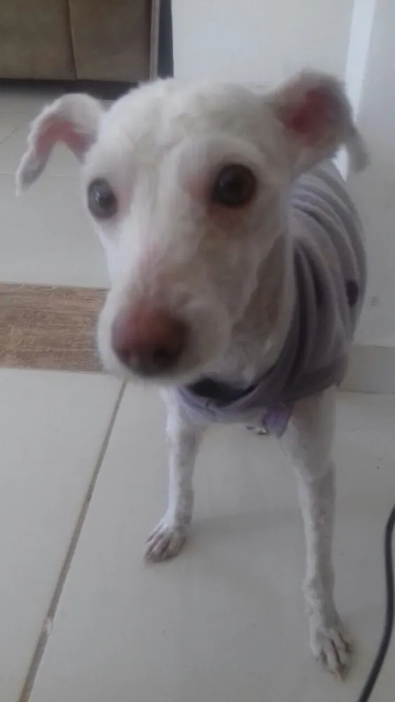 Cachorro ra a Poodle idade 7 a 11 meses nome Adele