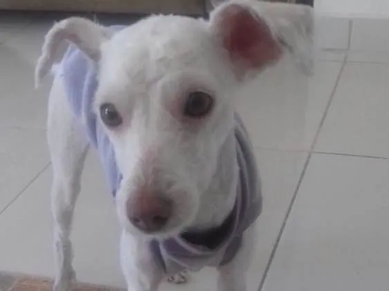 Cachorro ra a Poodle idade 7 a 11 meses nome Adele