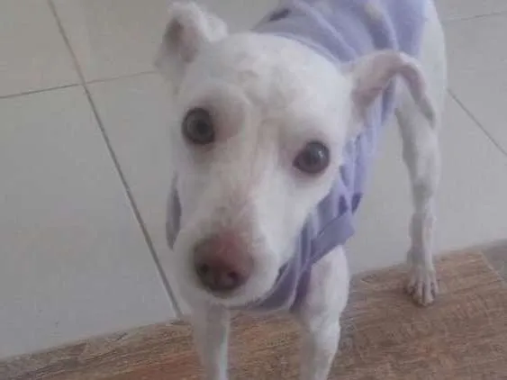 Cachorro ra a Poodle idade 7 a 11 meses nome Adele