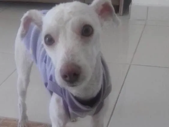 Cachorro ra a Poodle idade 7 a 11 meses nome Adele