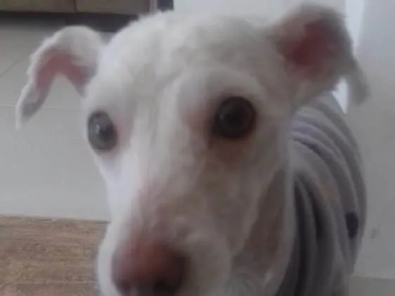 Cachorro ra a Poodle idade 7 a 11 meses nome Adele