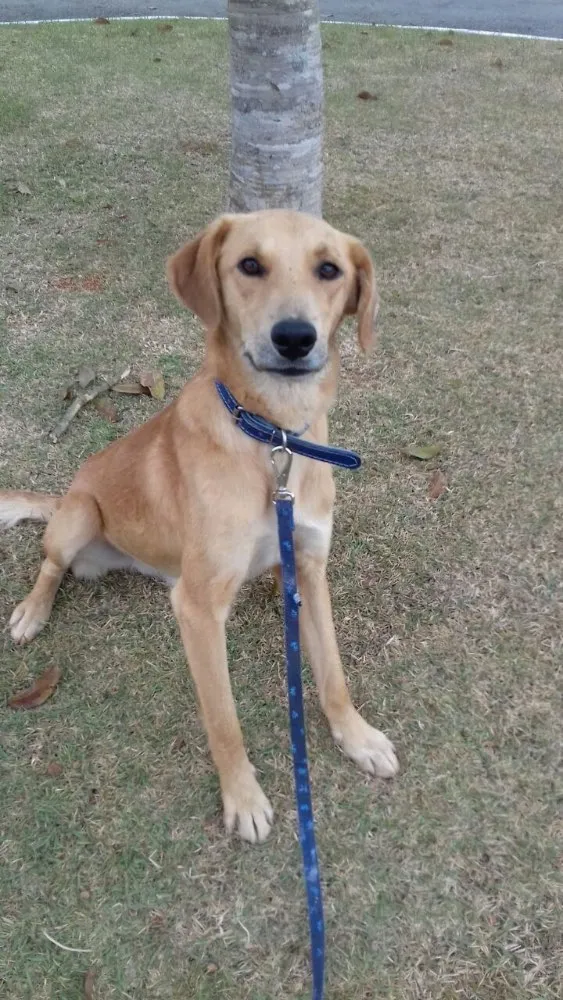 Cachorro ra a Sem raça definida idade 1 ano nome Marte