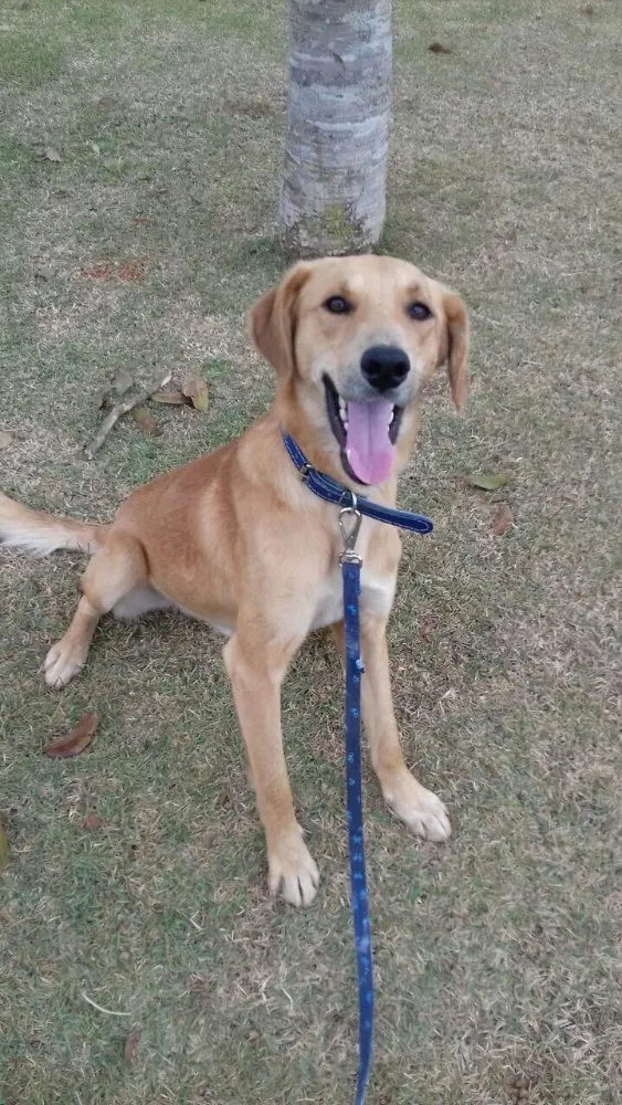 Cachorro ra a Sem raça definida idade 1 ano nome Marte