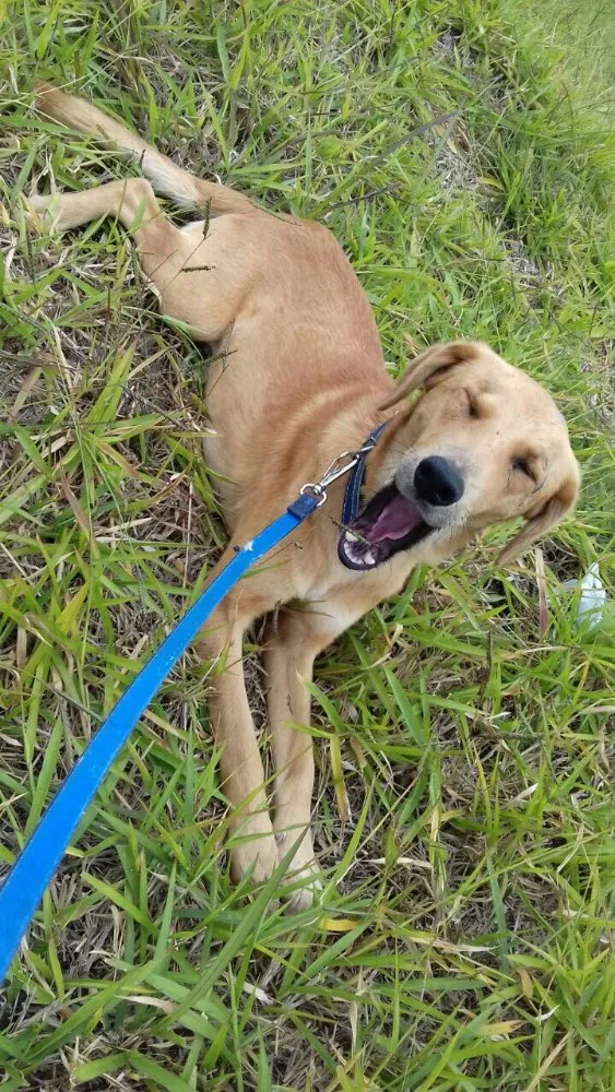 Cachorro ra a Sem raça definida idade 1 ano nome Marte