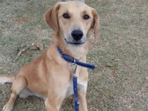 Cachorro ra a Sem raça definida idade 1 ano nome Marte