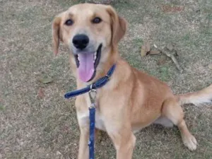 Cachorro raça Sem raça definida idade 1 ano nome Marte