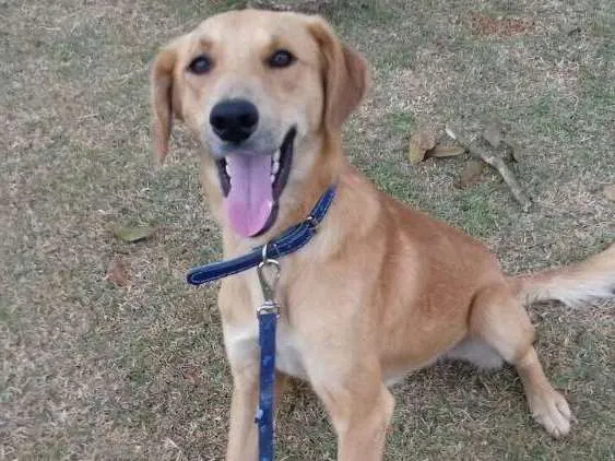 Cachorro ra a Sem raça definida idade 1 ano nome Marte
