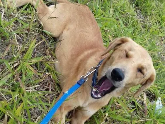 Cachorro ra a Sem raça definida idade 1 ano nome Marte