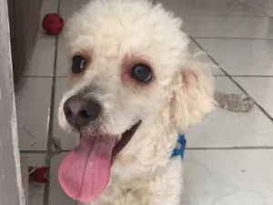 Cachorro raça Poodle  idade 2 anos nome Marck