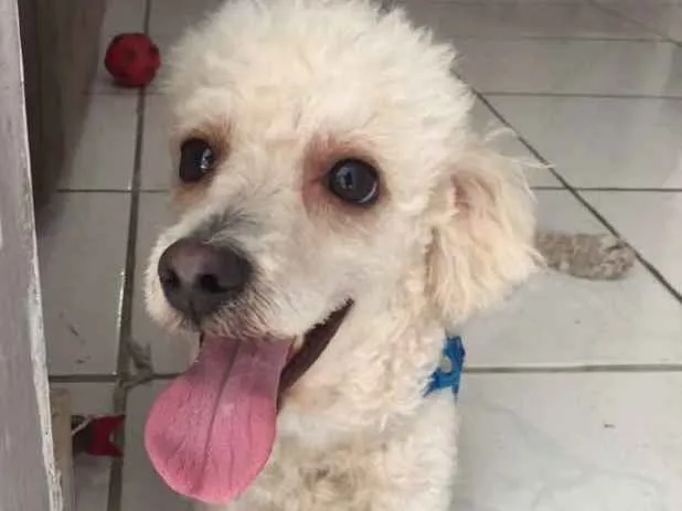 Cachorro ra a Poodle  idade 2 anos nome Marck