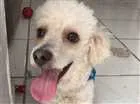Cachorro raça Poodle  idade 2 anos nome Marck