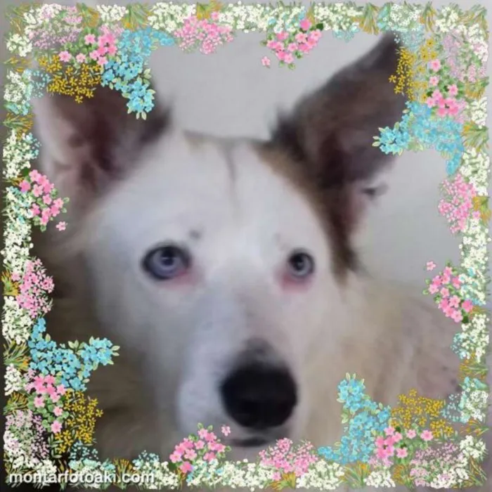 Cachorro ra a Mix Husky idade 4 anos nome Spyke