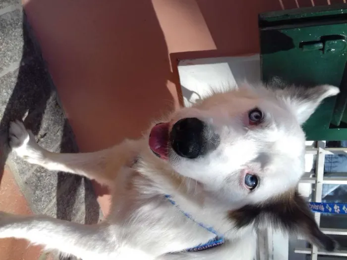 Cachorro ra a Mix Husky idade 4 anos nome Spyke