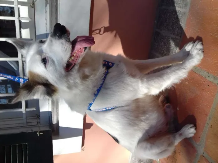 Cachorro ra a Mix Husky idade 4 anos nome Spyke