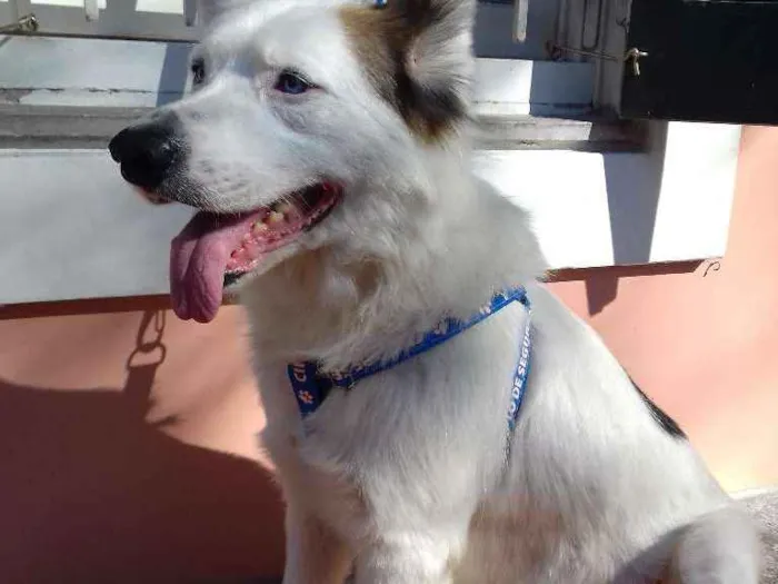 Cachorro ra a Mix Husky idade 4 anos nome Spyke