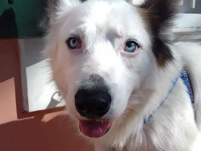 Cachorro ra a Mix Husky idade 4 anos nome Spyke