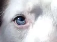 Spyke