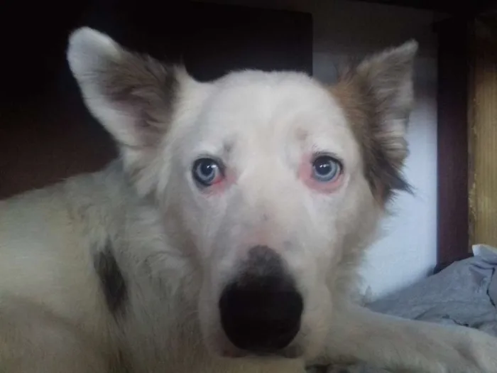 Cachorro ra a Mix Husky idade 4 anos nome Spyke