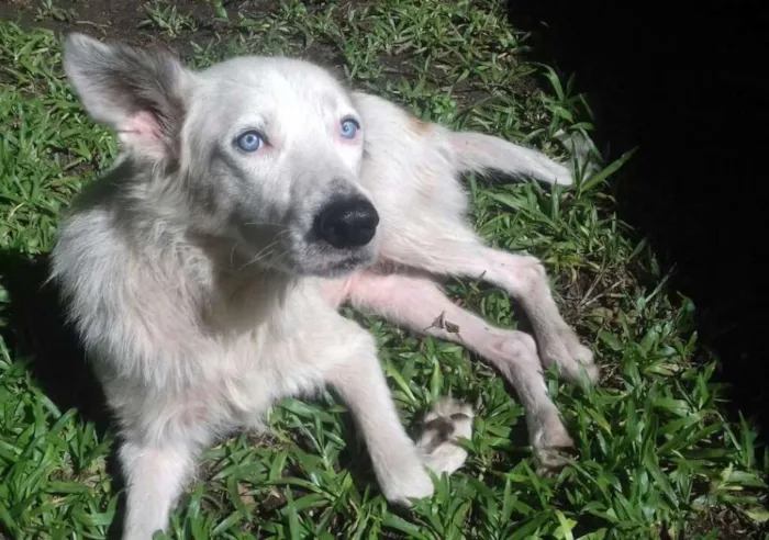 Cachorro ra a Mix Husky idade 4 anos nome Spyke