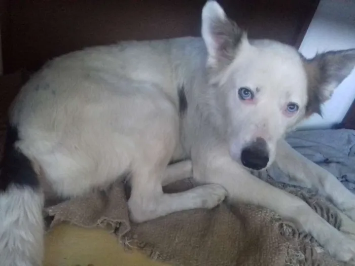 Cachorro ra a Mix Husky idade 4 anos nome Spyke