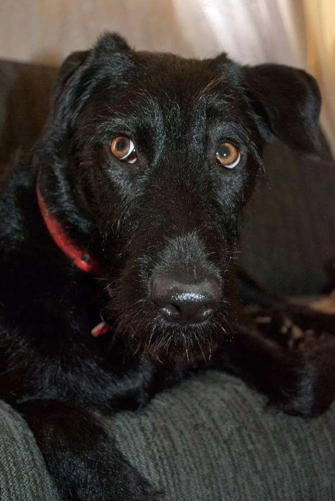 Cachorro ra a SRD idade 4 anos nome Nega