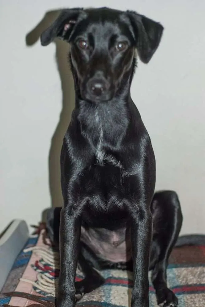 Cachorro ra a SRD idade 2 anos nome Thika