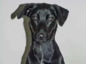 Cachorro raça SRD idade 2 anos nome Thika