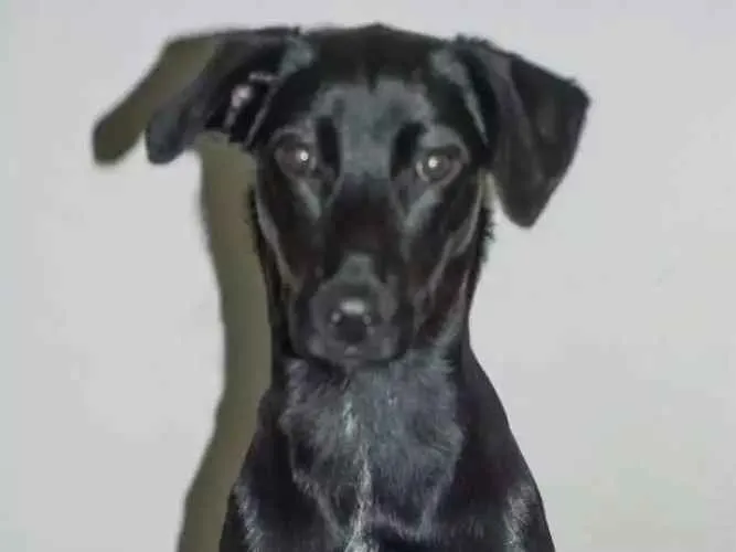 Cachorro ra a SRD idade 2 anos nome Thika